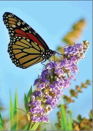 Photo provided                                A Monarch Butterfly Watch event is scheduled for Saturday, Sept. 15 at the Chickasaw Cultural Center. Visitors may have the opportunity to watch as the monarch butterfly migrates south for the winter.