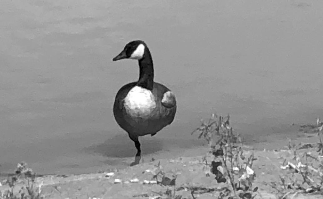 A Canadian Goose conserves body heat as it rests at the fishing pond at Veterans Park in Newcastle. The goose was just off the walking trail and near to the picnic tables on the south shoreline. • photo by Mark Codner