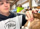 Newcastle Livestock Bonus Auction, show help pay for students’ animal projects