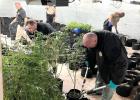 Sheriff’s Office seizes illegal marijuana