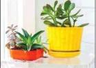Care of houseplants during the winter months